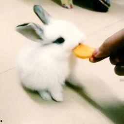 娱乐吃瓜小兔兔